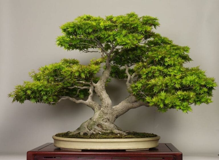 Bonsai Ağacı Bakımı Nasıl Yapılır? Bonsai Ağacı Bakımı Nasıl Yapılır?