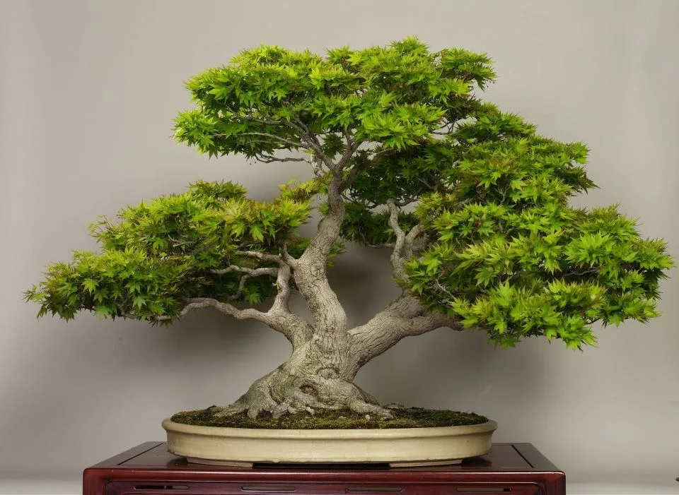 Bonsai Ağacı Bakımı Nasıl Yapılır?