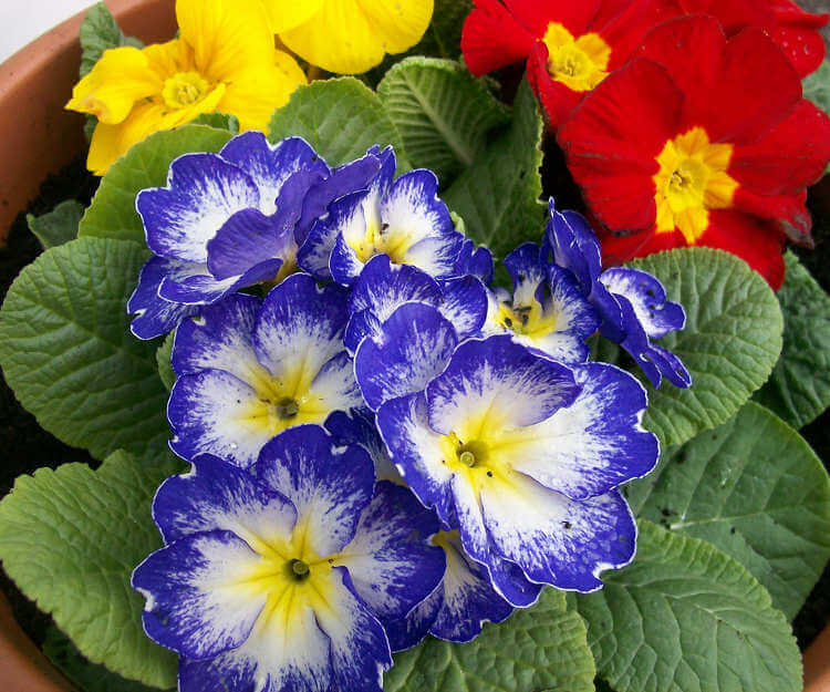 Çuha çiçeği ne zaman çiçek açar?