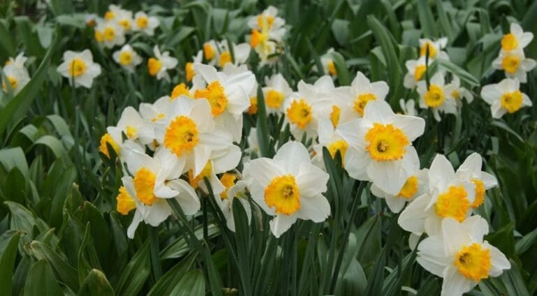 Soğukta Büyüyen Kış Çiçekleri Nelerdir? Soğukta Büyüyen Kış Çiçekleri Nelerdir?