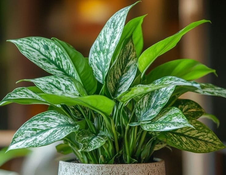 Aglaonema (Çin Herdemyeşili) Nasıl Bakılır?
