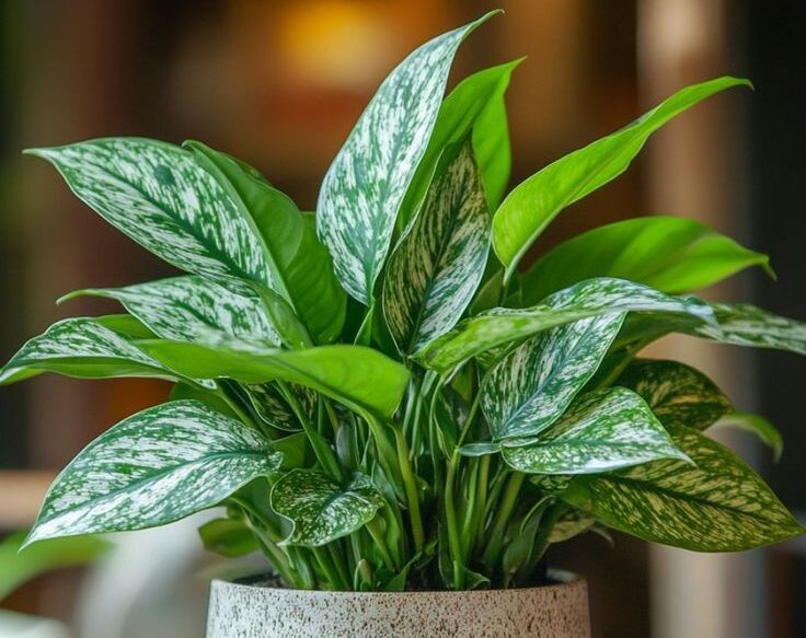 Aglaonema (Çin Herdemyeşili) Nasıl Bakılır? Aglaonema cicegi nasil bakilir e1740326610966