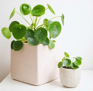 Pilea peperomioides cin para cicegi e1740325061487