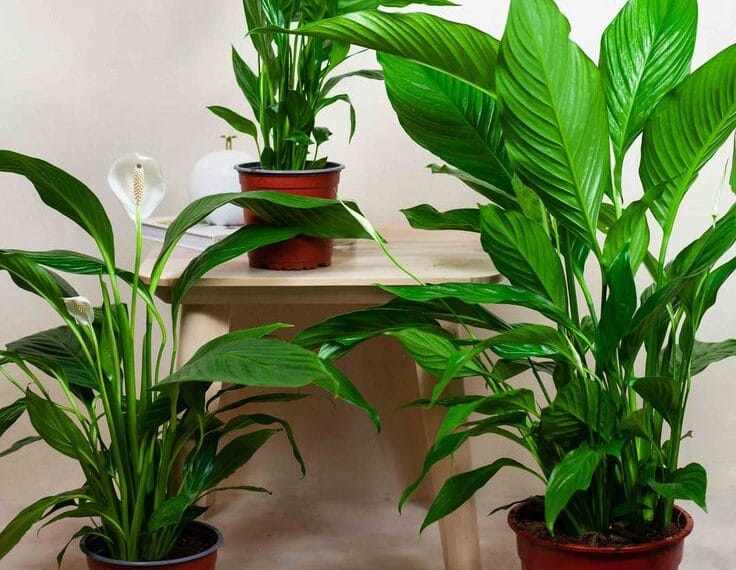 Evde kolay bakılan bitkilerden: Barış Çiçeği