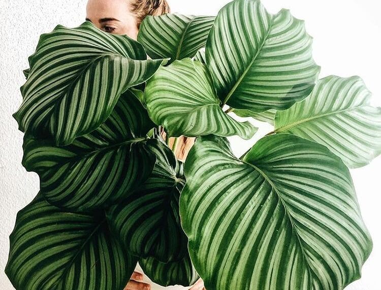 Calathea Türleri ve Bakım İpuçları