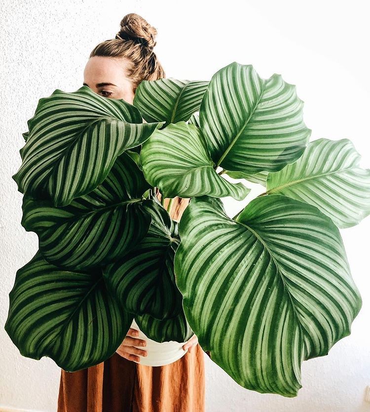 calathea bitkisi turleri