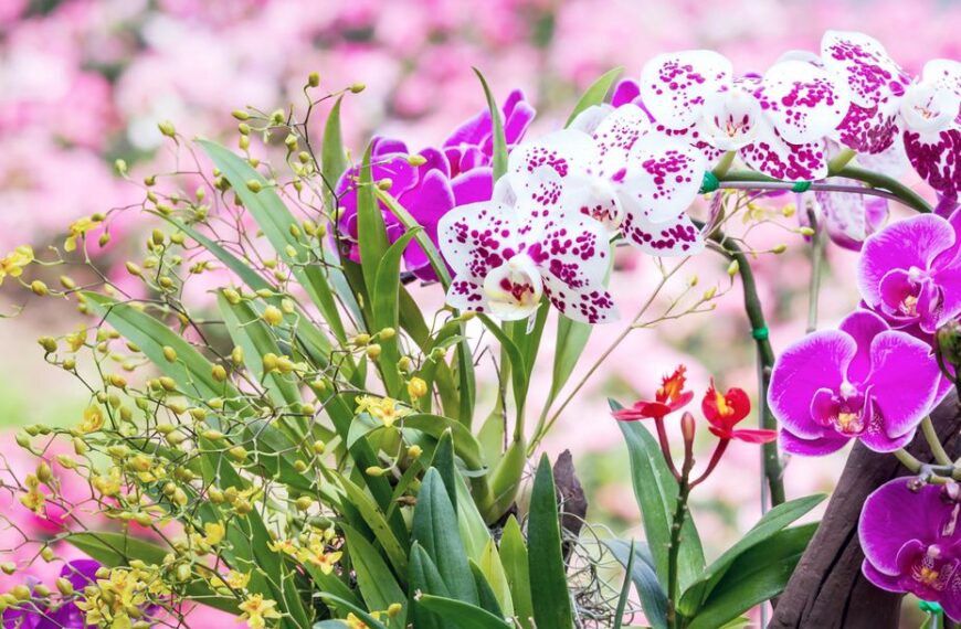 Orkide çiçeği tarlası
