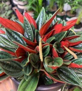 Peperomia Türleri ve Bakımı Peperomia caperata Rosso