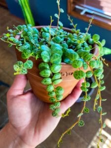 Peperomia Türleri ve Bakımı PeperomiaProstrata Peperomia StringOfTurtles houseplant plant
