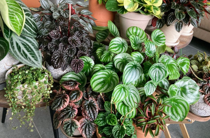 Peperomia Türleri ve Bakımı