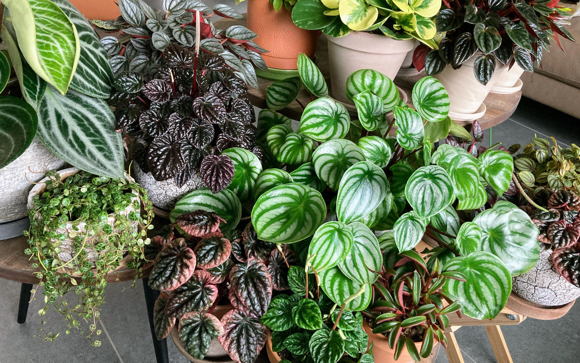 peperomia bitkisi cesitleri