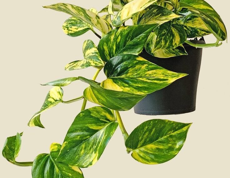 Evde kolay bakılan bitkilerden: Salon Sarmaşığı