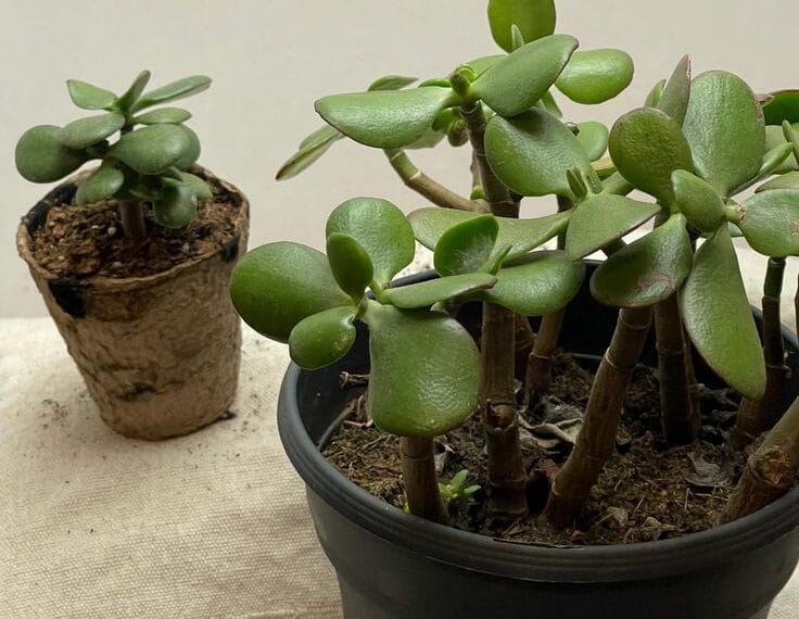 Crassula Ovata (Yeşim Bitkisi) Nasıl&hellip;
