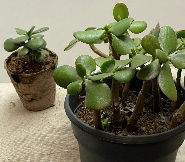 yesim bitkisi nasil cogaltilir e1742032154287