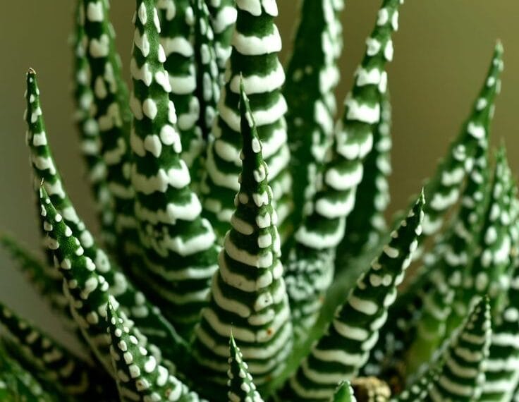 Zebra Kaktüsü (Haworthia) Neden Yumuşuyor?