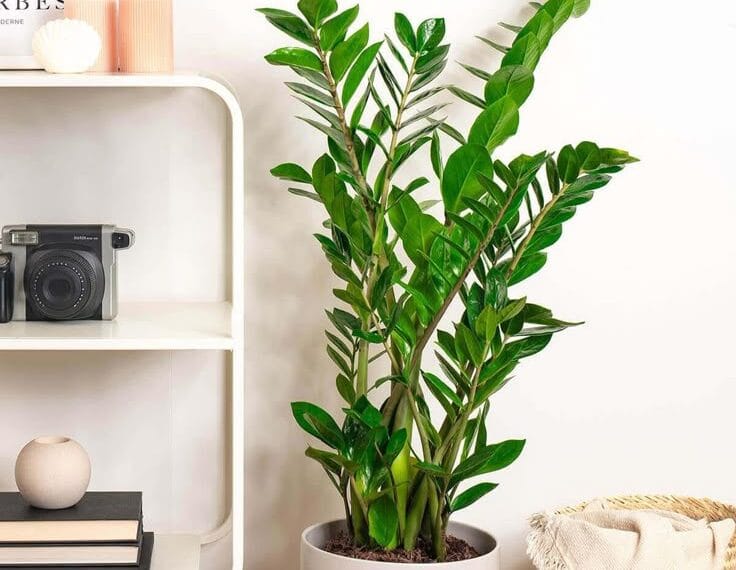 Zamioculcas (ZZ Bitkisi) Sararan Yapraklar Nasıl Önlenir?