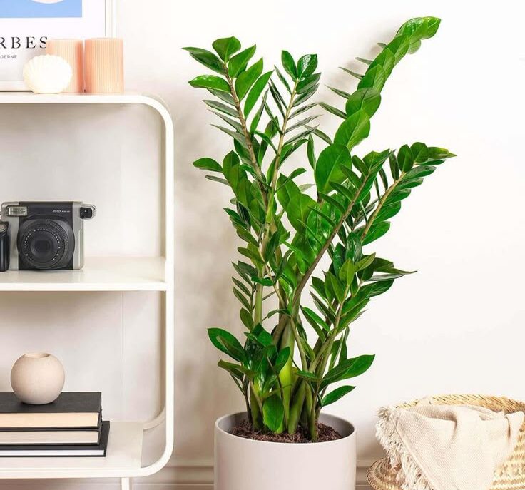 zz bitkisi yaprak sararmasi e1741023659953