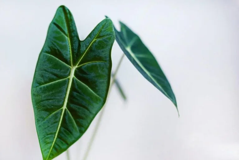 Alocasia Yaprakları Neden Sararır? Çözüm Yolları