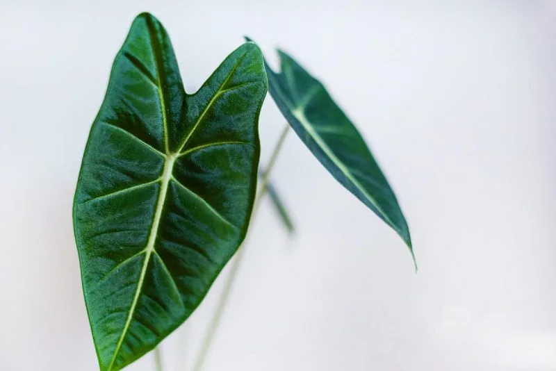 Alocasia Yaprakları Neden Sararır? Çözüm Yolları