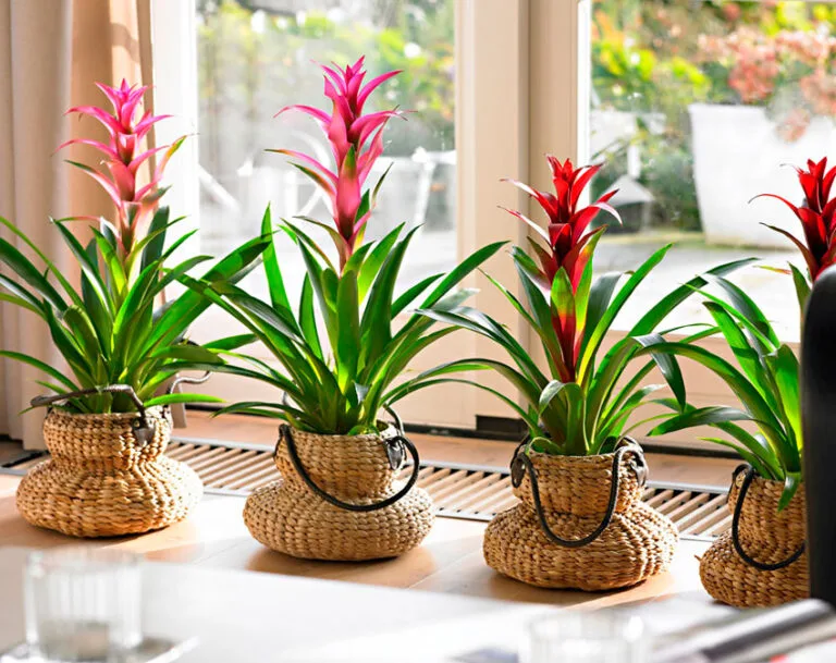 Bromeliad Bitkileri Nasıl Çoğaltılır?