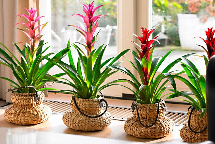 Bromeliad Bitkileri Nasıl Çoğaltılır?
