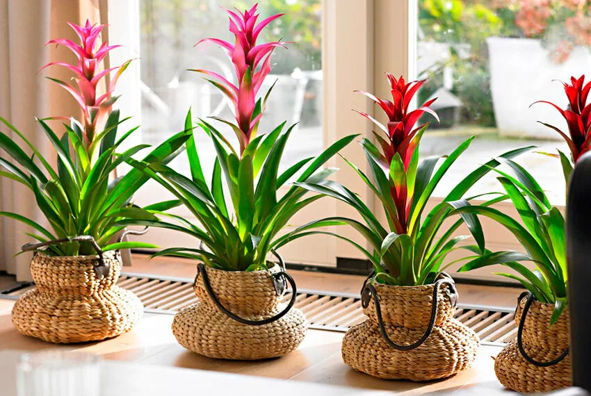 Bromeliad Bitkileri Nasıl Çoğaltılır?
