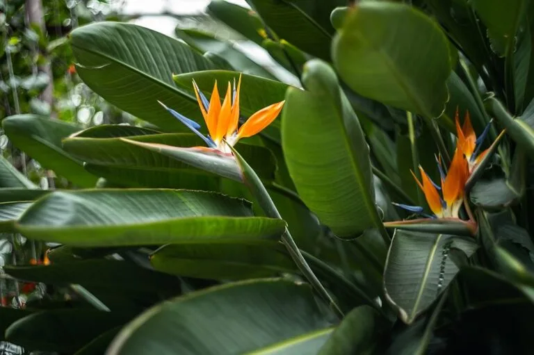 Strelitzia (Cennet Kuşu Çiçeği) Tohumdan Nasıl Yetiştirilir?