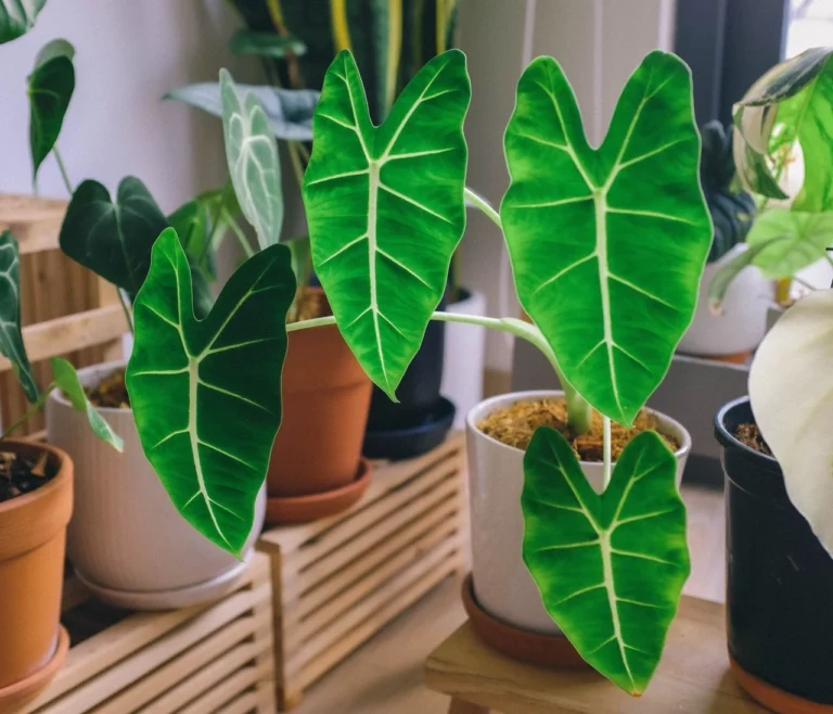 Colocasia (Fil Kulağı) Evde Yetiştirilir mi?