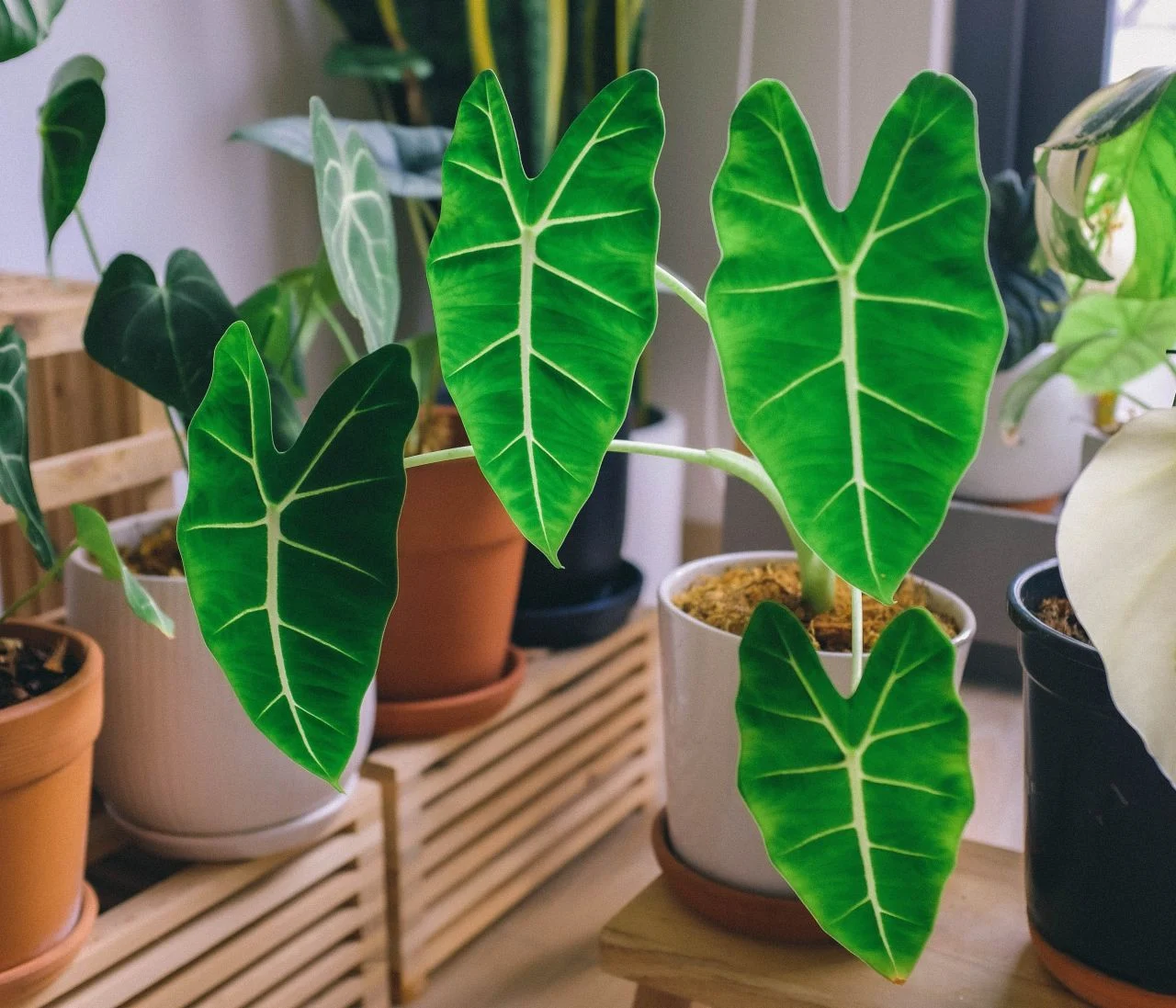 fil kulagi evde yetistirilir mi