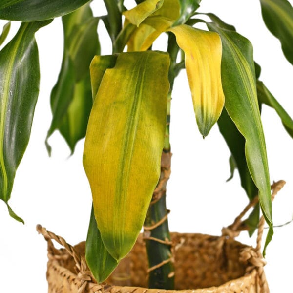 Bitkilerde Yaprak Sararması Ne Anlama Gelir? Tür Bazlı&hellip;