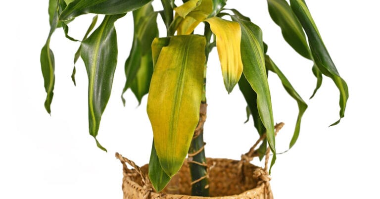 Bitkilerde Yaprak Sararması Ne Anlama Gelir? Tür Bazlı Nedenler ve Çözümler