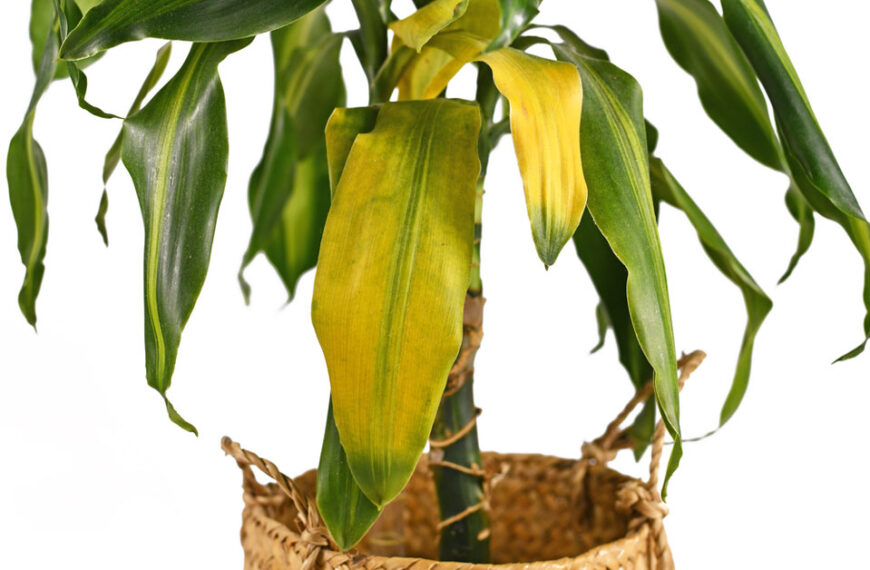 Bitkilerde Yaprak Sararması Ne Anlama Gelir? Tür Bazlı Nedenler ve Çözümler