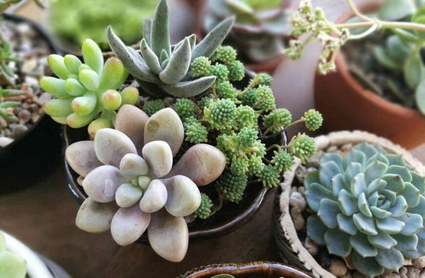 Evde kolay bakılan bitkilerden: Sukulentler