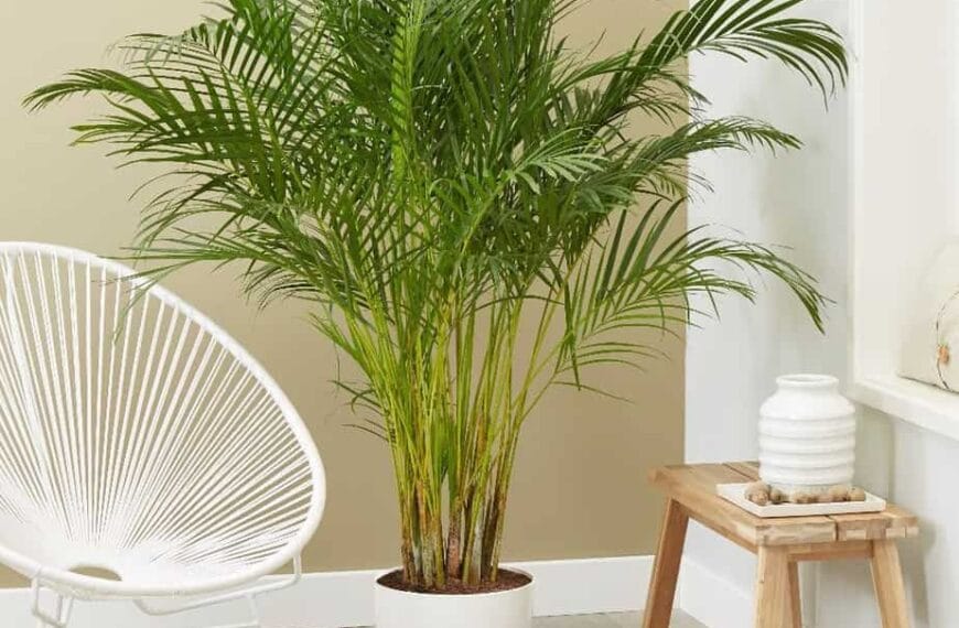 Areka Palmiyesi ev içi görsel