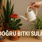 Doğru bitki sulama yazısını içeren ve birden fazla çiçek sulayan bir el