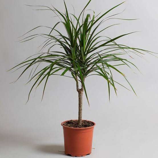 Dracaena bitkisi beyaz arka planda 