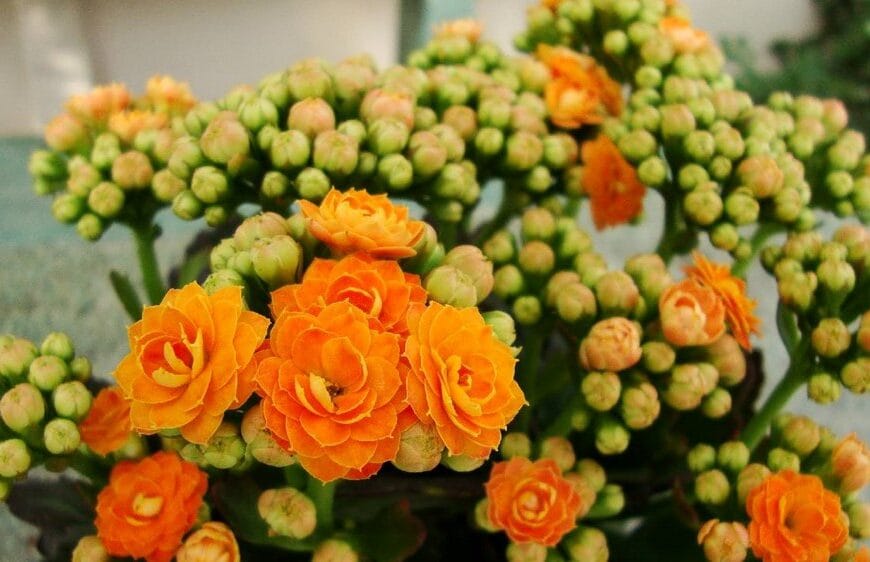 Kolay çiçek açan bitki: Kalanşo Çiçeği