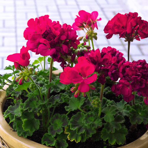 evde kolay açan çiçek sardunya çiçeği