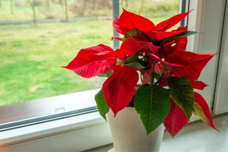 Atatürk çiçeği ne zaman kızarır? Atatürk çiçeği ne zaman kızarır?