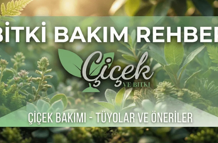 Benjamin ağacı yaprak döker mi?