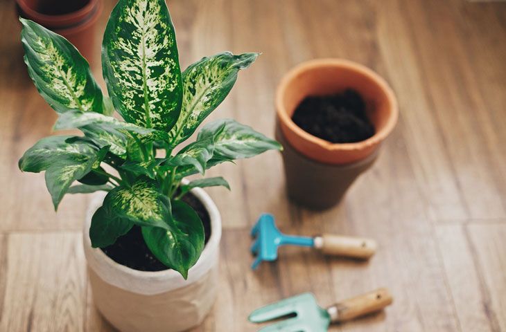 difenbahya çiçeğinin püf noktaları: Zehirli mi?