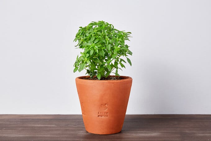 Fesleğen balkonda olur mu?