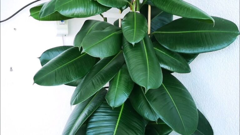 Kauçuk çiçeği yaprağı silinir mi? Kauçuk çiçeği yaprağı silinir mi?