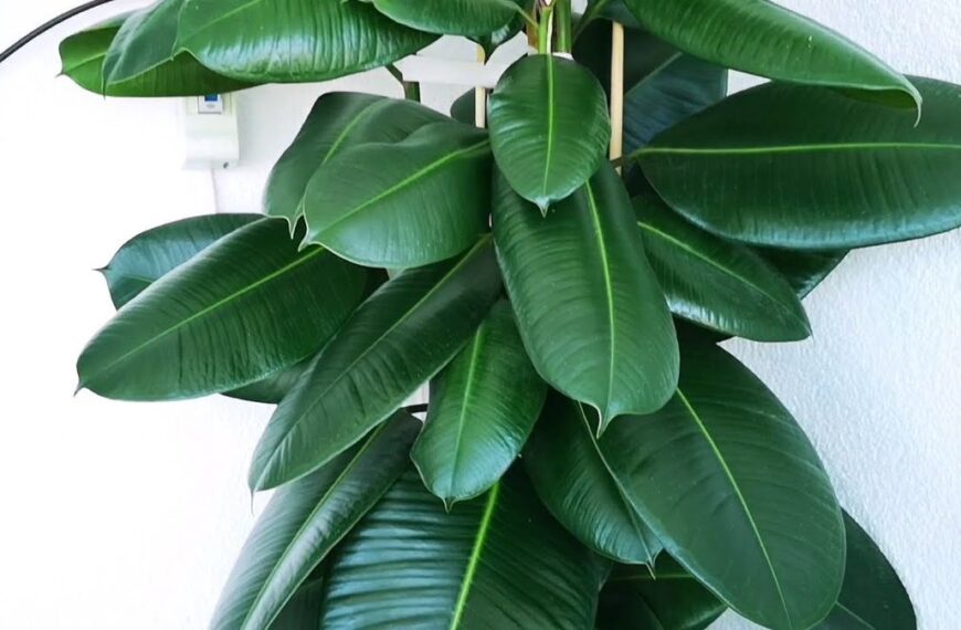 Kauçuk çiçeği yaprağı silinir mi?