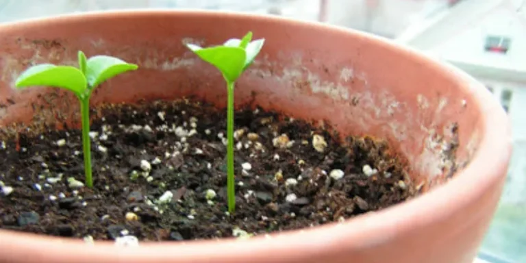 Limon çekirdeği çimlenir mi? Limon çekirdeği çimlenir mi?