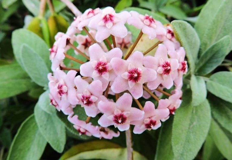 Mum çiçeği ne renk