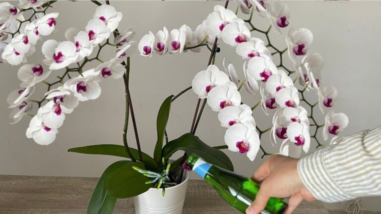 Orkide saksısı şeffaf mı olmalı? Orkide saksısı şeffaf mı olmalı?