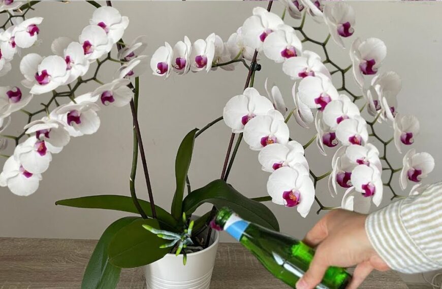 Orkide saksısı şeffaf mı olmalı?