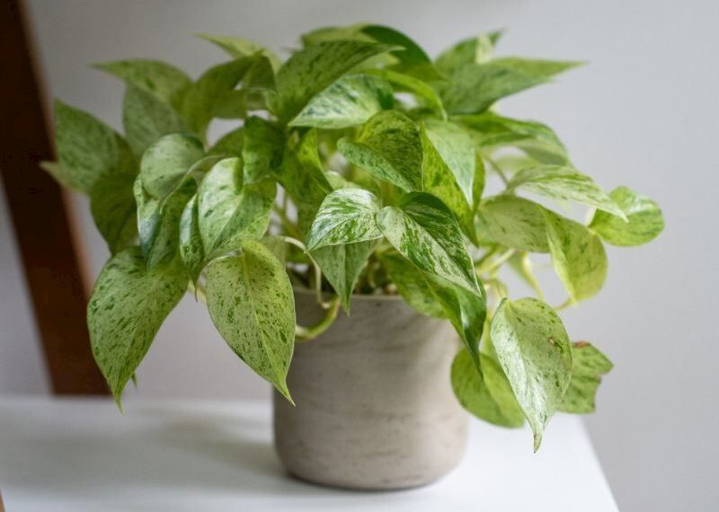 Salon sarmaşığı suda yaşar mı?