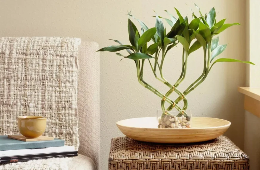 Şans bambusu kaç tane olmalı?